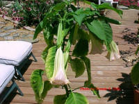 Angel Trumpet.  I have a white, yellow, peach and peach variegated and pink