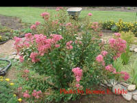 I fell in love with Crepe Myrtle when I moved to North Carolina and have planted 6 of them so far.