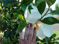 I was in total awe when the Southern Magnolia that was in the front yard came into bloom.  The size of the flowers!