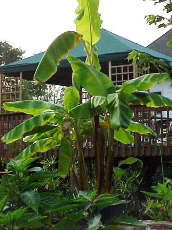 View from backside of pond