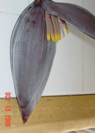 More flowers