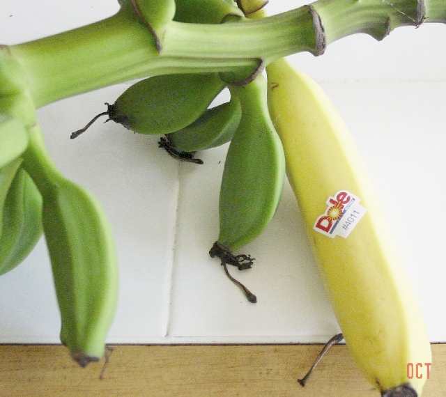 Little bananas