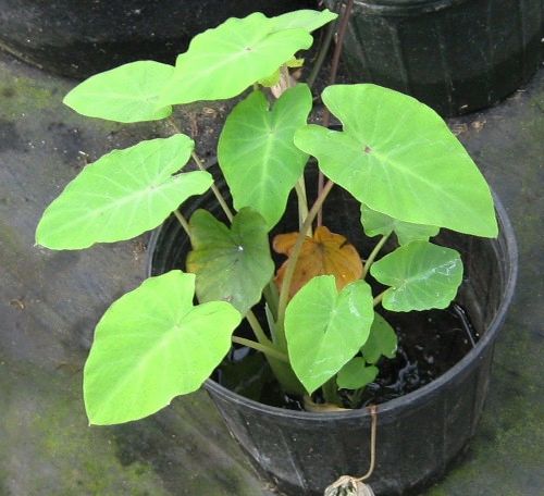 Taro - Lime-Leaf 