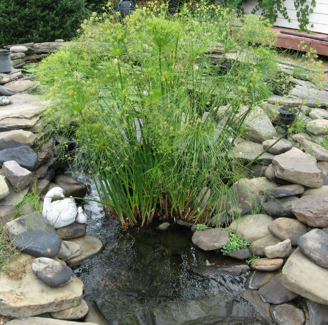 Egyptian Papyrus in our streambed 