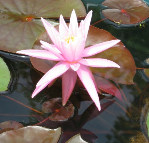 American Star Hardy Lily
