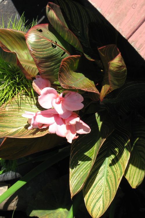 Sunburst Canna