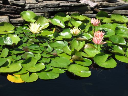 Texas Dawn and Colorado hardy lilies