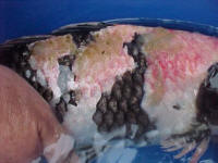 April 13th fungus grows on Utsee
