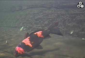 photo from underwater camera of Blaze