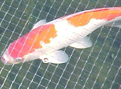 Double Dot a male kohaku