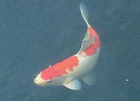 Kohaku names Double Dot