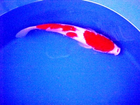 He has 2 dots on his nose.  Double Dot, kohaku