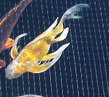 Lucky has amazingly long butterfly fins