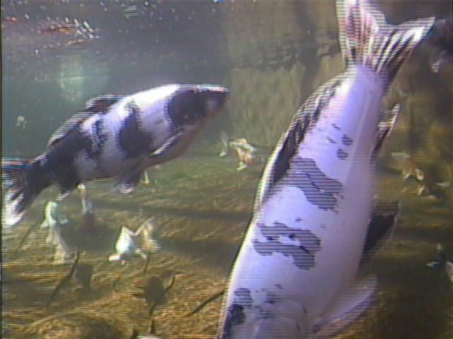 Photos from my underwater camera