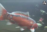 Picture from my underwater live stream camera