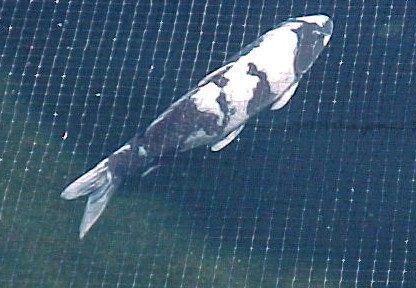 Utsee Shiro Utsuri