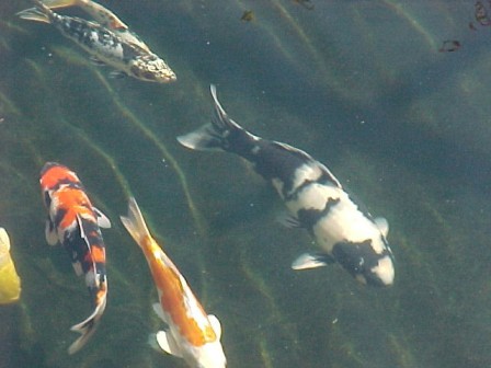 Koi in my pond
