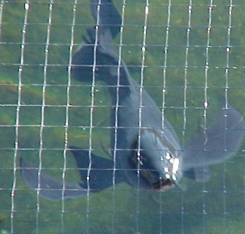 Zorro, has very long fins