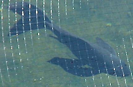 Zorro a black butterfly koi is on that gets lots of looks from visitors here