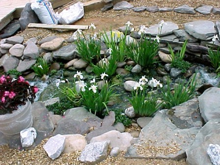 Water iris in bloom