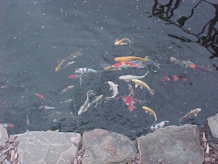 My koi