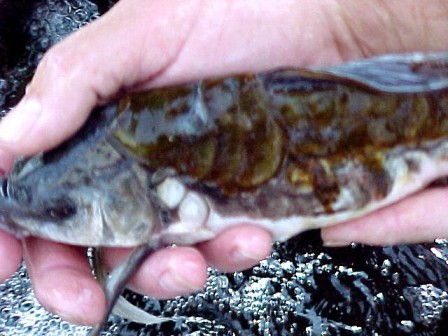 After salt bath