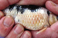 pine coned scales