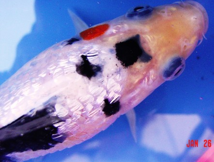 pop-eye along with showing signs of dropsy.