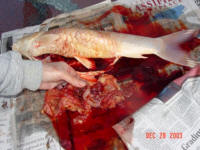 the tumor had encased all the organs in the abdomen, the gall bladder, the liver,&nbsp;and the intestinal track